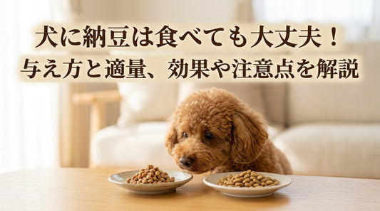 犬に納豆は食べても大丈夫！与え方と適量、効果や注意点を解説