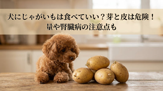 犬にじゃがいもは食べていい？芽と皮は危険！量や腎臓病の注意点も