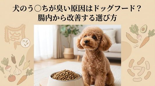 犬のう〇ちが臭い原因はドッグフード？腸内から改善する選び方