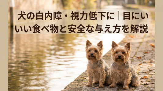 犬の白内障・視力低下に｜目にいい食べ物と安全な与え方を解説