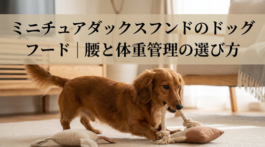 ミニチュアダックスフンドのドッグフード｜腰と体重管理の選び方