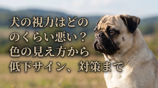 犬の視力はどのくらい悪い？色の見え方から低下サイン、対策まで