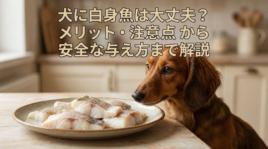 犬に白身魚は大丈夫？メリット・注意点から安全な与え方まで解説