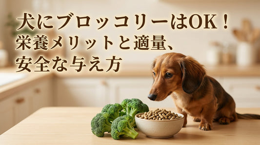 犬にブロッコリーはOK！栄養メリットと適量、安全な与え方