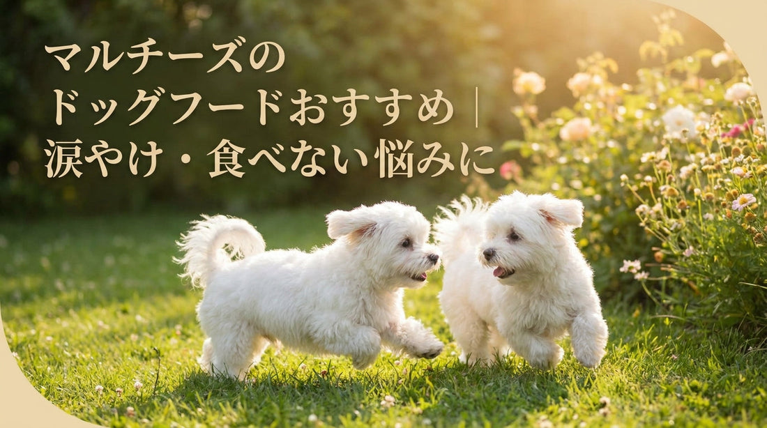 マルチーズのドッグフードおすすめ｜涙やけ・食べない悩みに