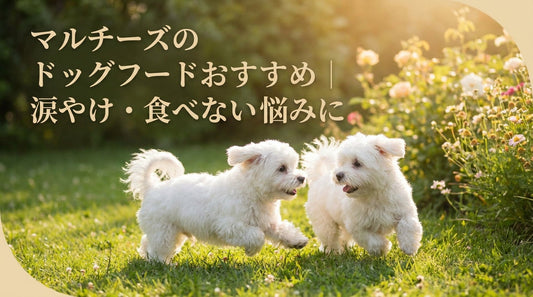 マルチーズのドッグフードおすすめ｜涙やけ・食べない悩みに