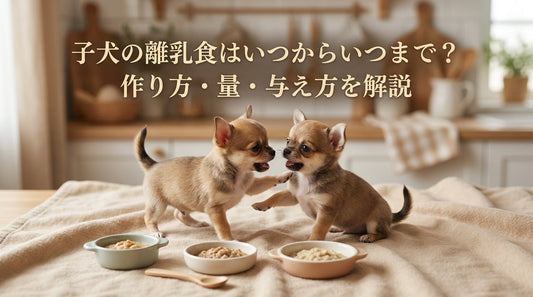 子犬の離乳食はいつからいつまで？作り方・量・与え方を解説