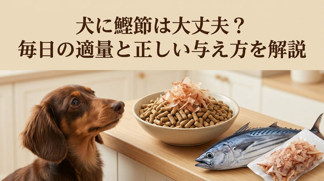 犬に鰹節は大丈夫？毎日の適量と正しい与え方を解説