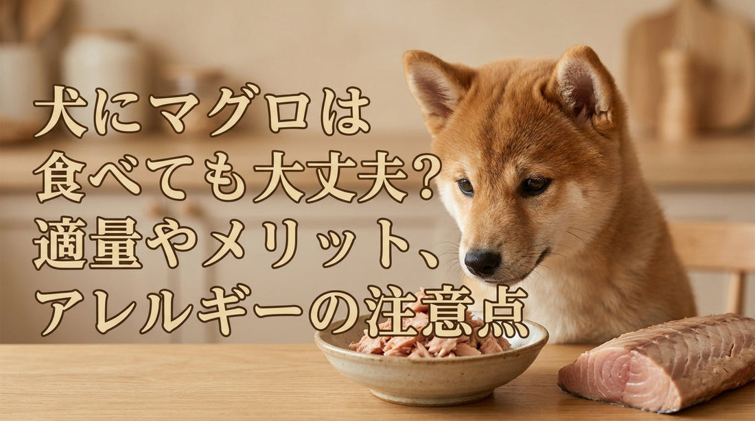 犬にマグロは食べても大丈夫？適量やメリット、アレルギーの注意点