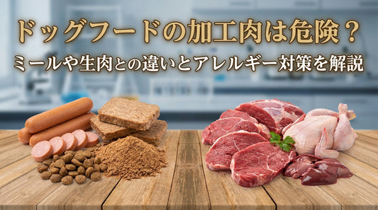 ドッグフードの加工肉は危険？ミールや生肉との違いとアレルギー対策を解説