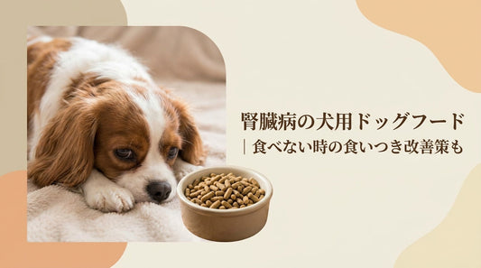 腎臓病の犬用ドッグフード ｜食べない時の食いつき改善策も