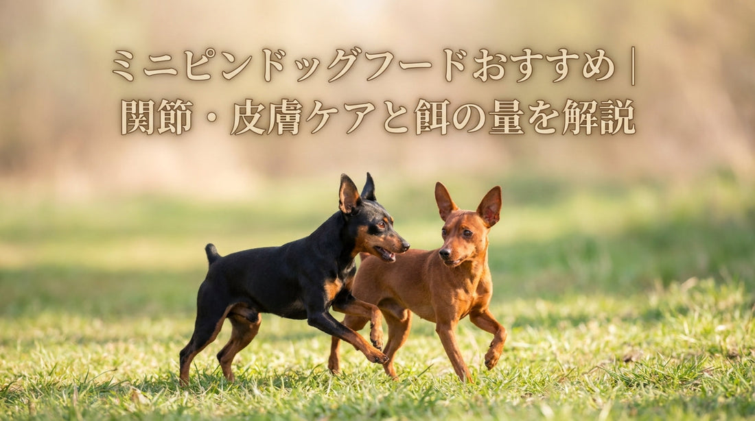 ミニピンドッグフードおすすめ｜関節・皮膚ケアと餌の量を解説