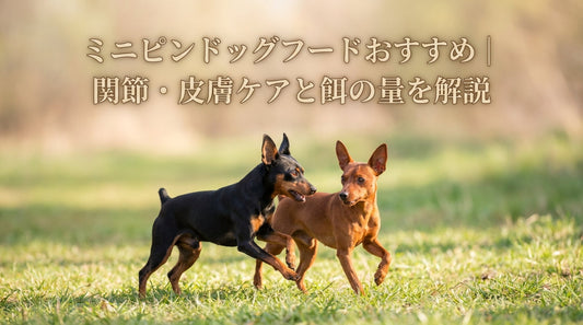 ミニピンドッグフードおすすめ｜関節・皮膚ケアと餌の量を解説