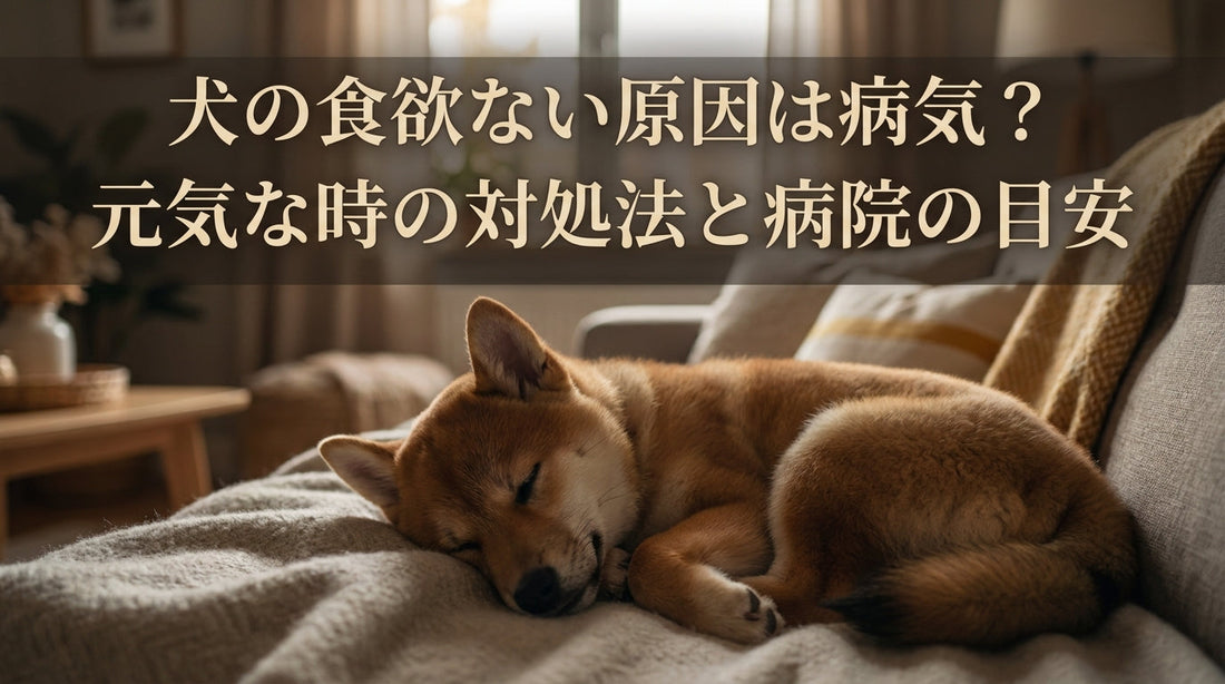 犬の食欲ない原因は病気？元気な時の対処法と病院の目安