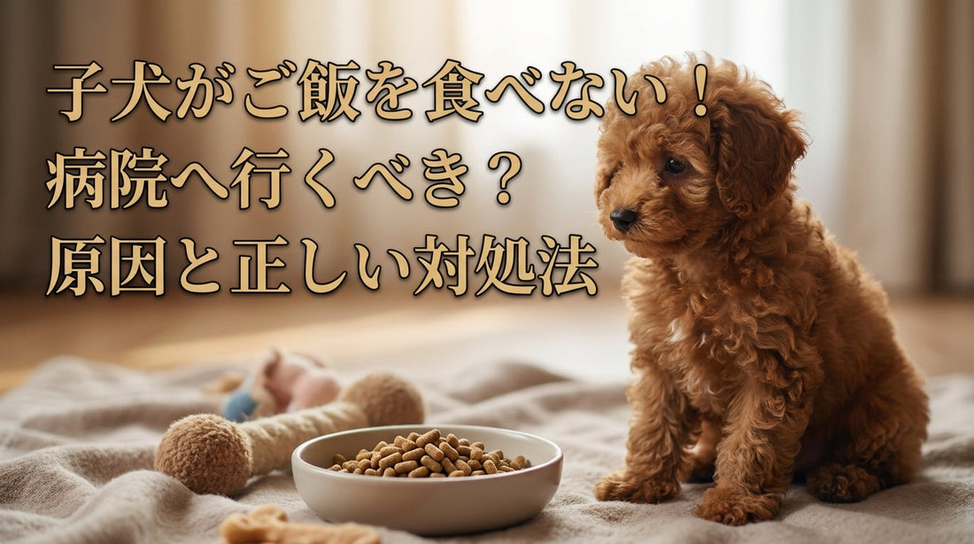 子犬がご飯を食べない！病院へ行くべき？原因と正しい対処法