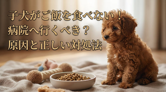 子犬がご飯を食べない！病院へ行くべき？原因と正しい対処法
