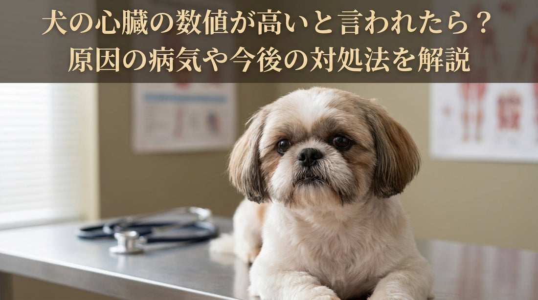 犬の心臓の数値が高いと言われたら？原因の病気や今後の対処法を解説