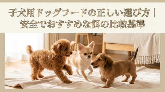 子犬用ドッグフードの正しい選び方｜安全でおすすめな餌の比較基準