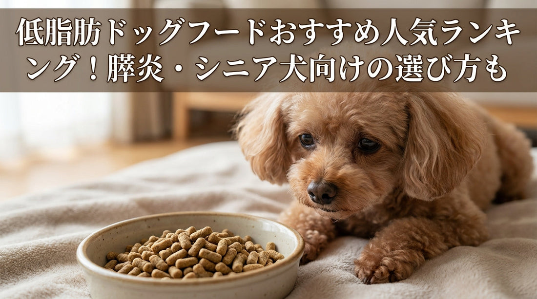 低脂肪ドッグフードおすすめ　膵炎・シニア犬向けの選び方も
