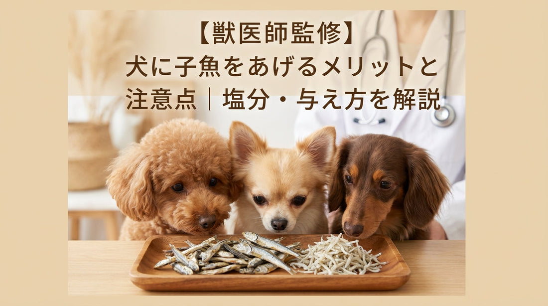 【獣医師監修】犬に子魚をあげるメリットと注意点｜塩分・与え方を解説