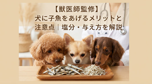 【獣医師監修】犬に子魚をあげるメリットと注意点｜塩分・与え方を解説