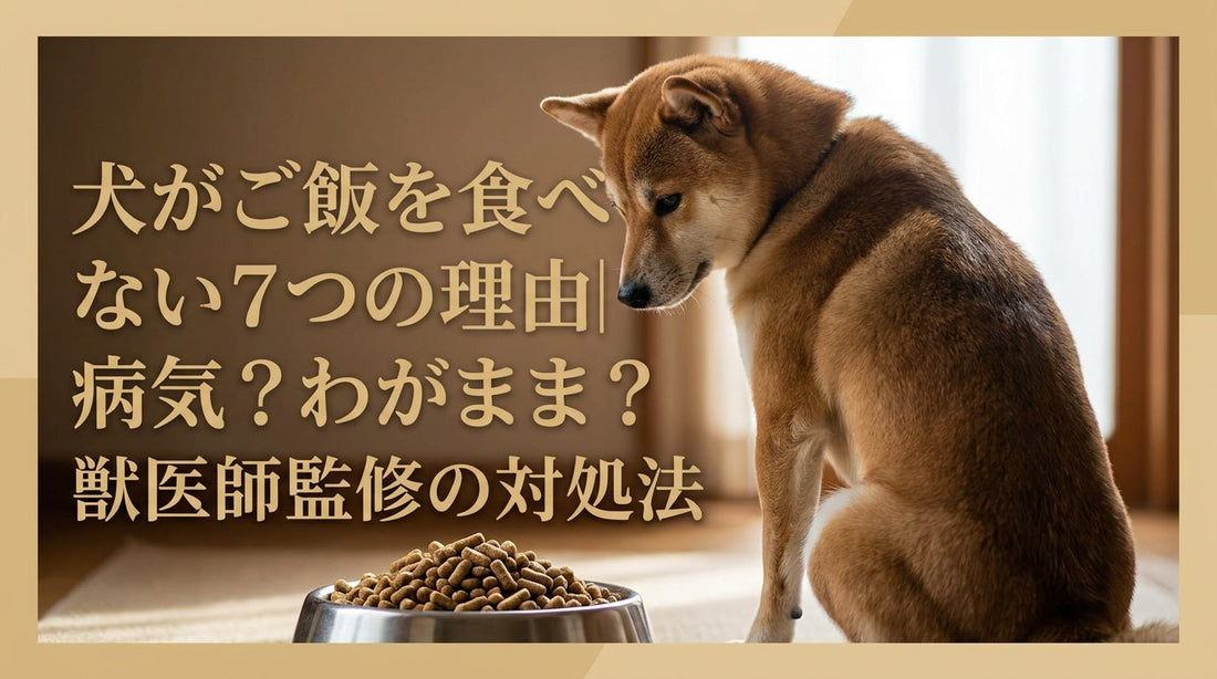 犬がご飯を食べない7つの理由｜病気？わがまま？獣医師監修の対処法