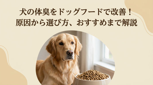 犬の体臭をドッグフードで改善！原因から選び方、おすすめまで解説
