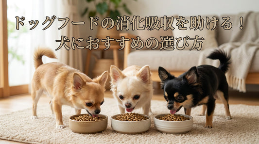 ドッグフードの消化吸収を助ける！犬におすすめの選び方